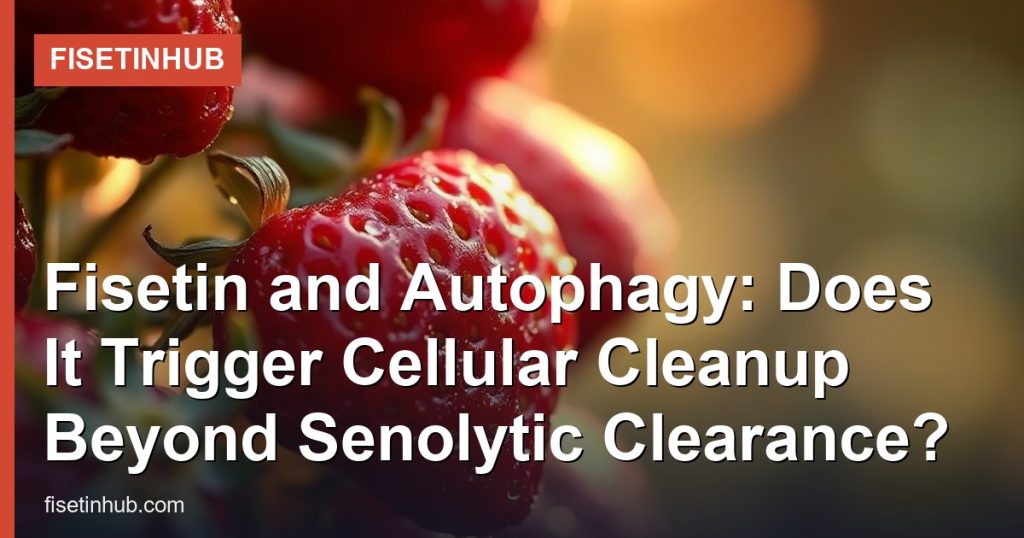 Fisetin and Autophagy: Does It Trigger Cellular Cleanup Beyond Senolytic Clearance? - FisetinHub